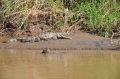 costa rica wildlife, pacific-102